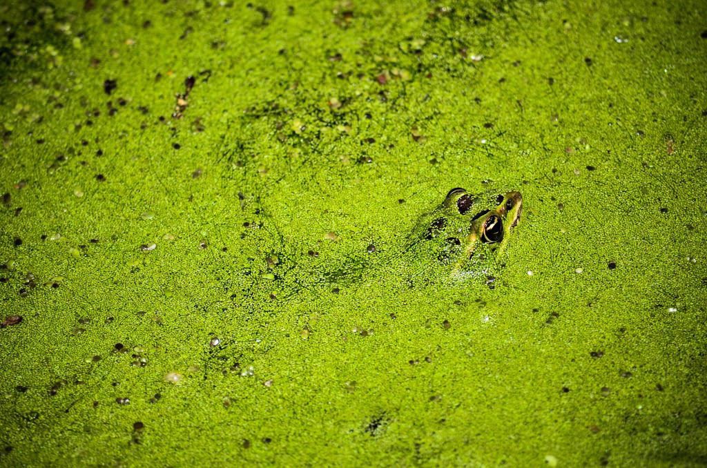 Frog